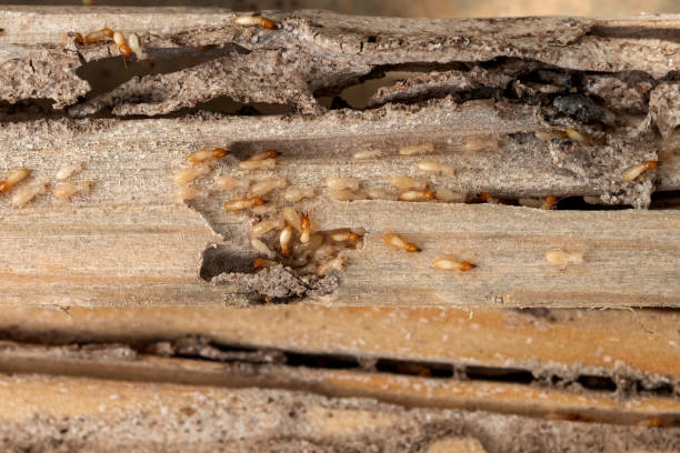 Best Pest Inspection Near Me  in Seville, FL