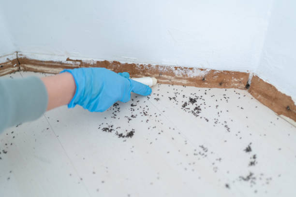 Best Rat Extermination Near Me  in Seville, FL